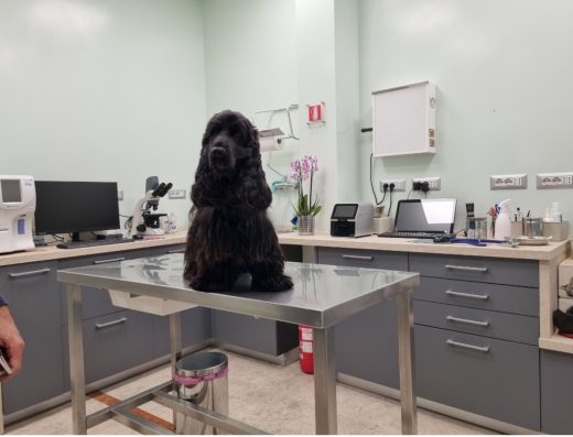 Veterinario Tremestieri Etneo – Centro Castorina Dott.ssa Elisa Castorina